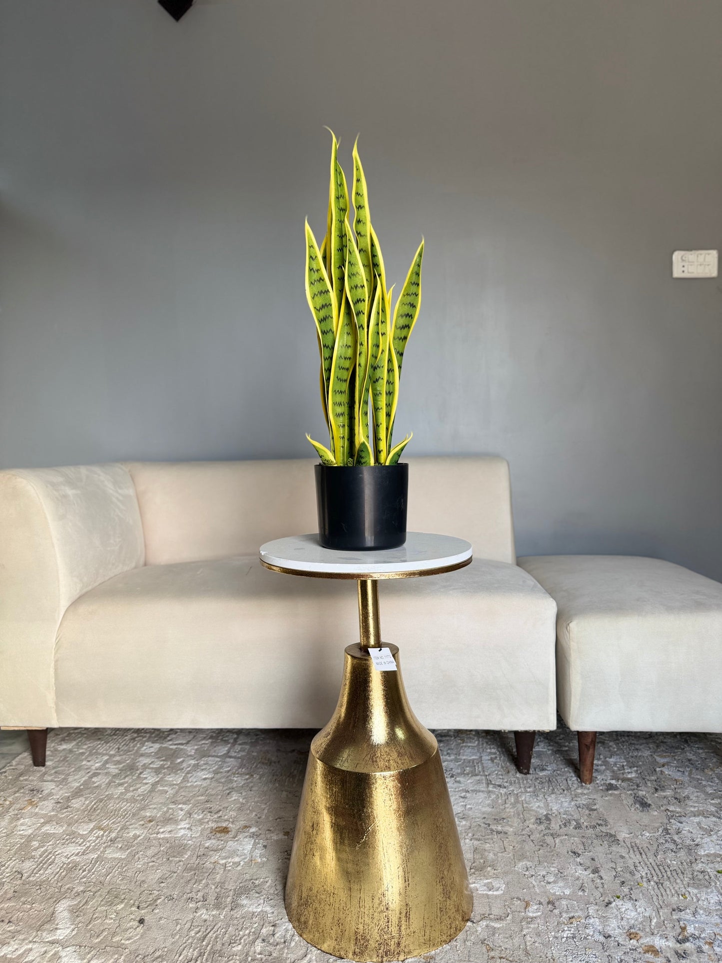 Snake plant
