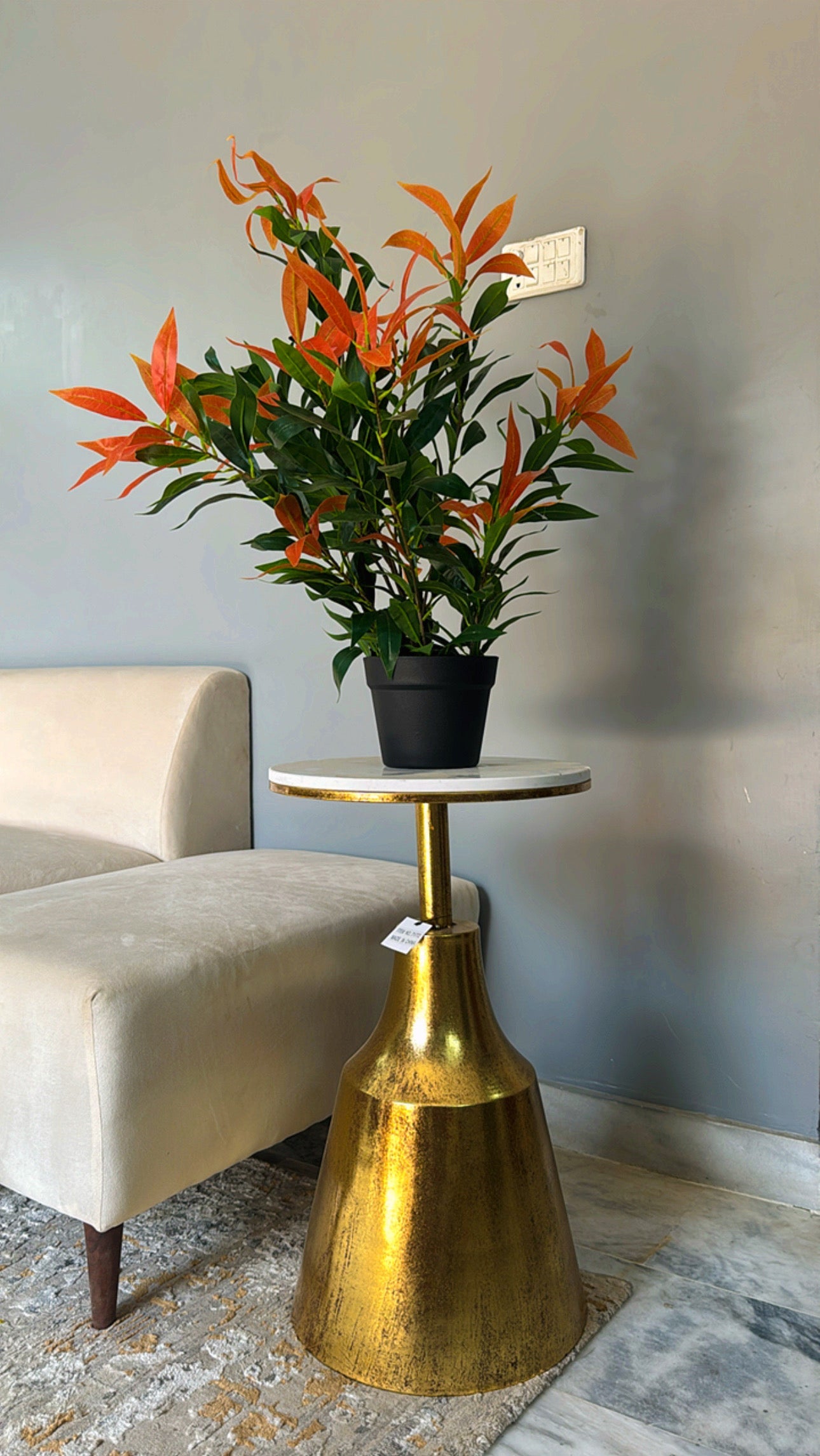 Bamboo plant