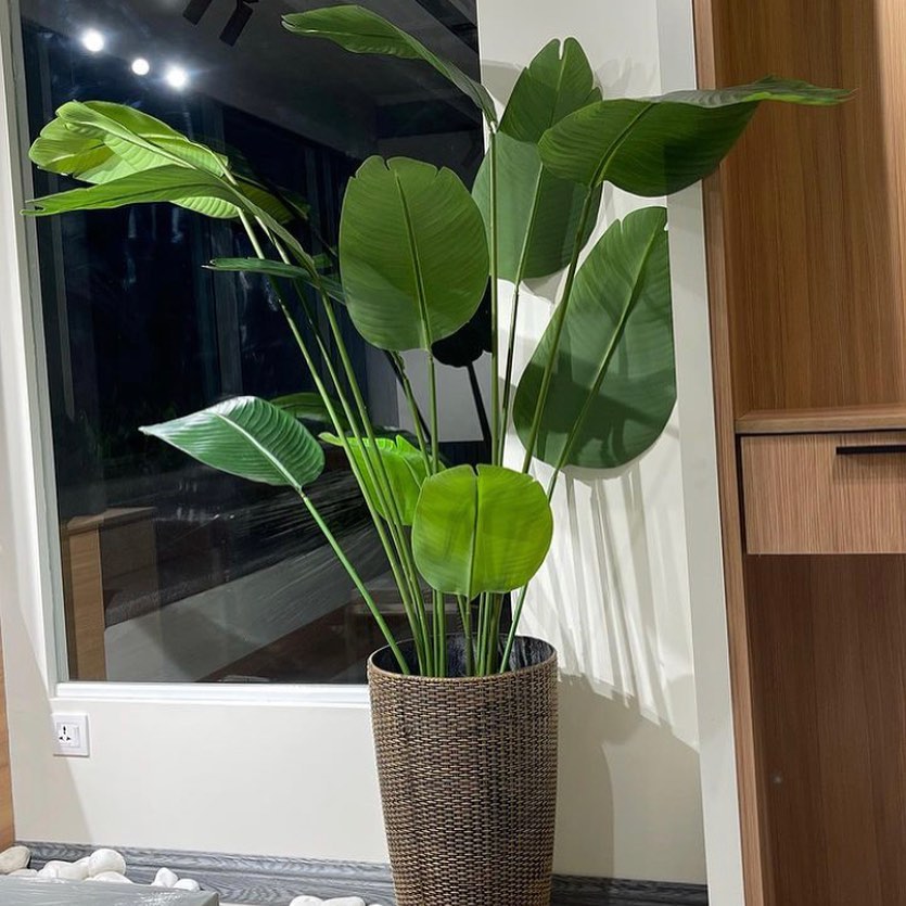 Rubber Banana Palm