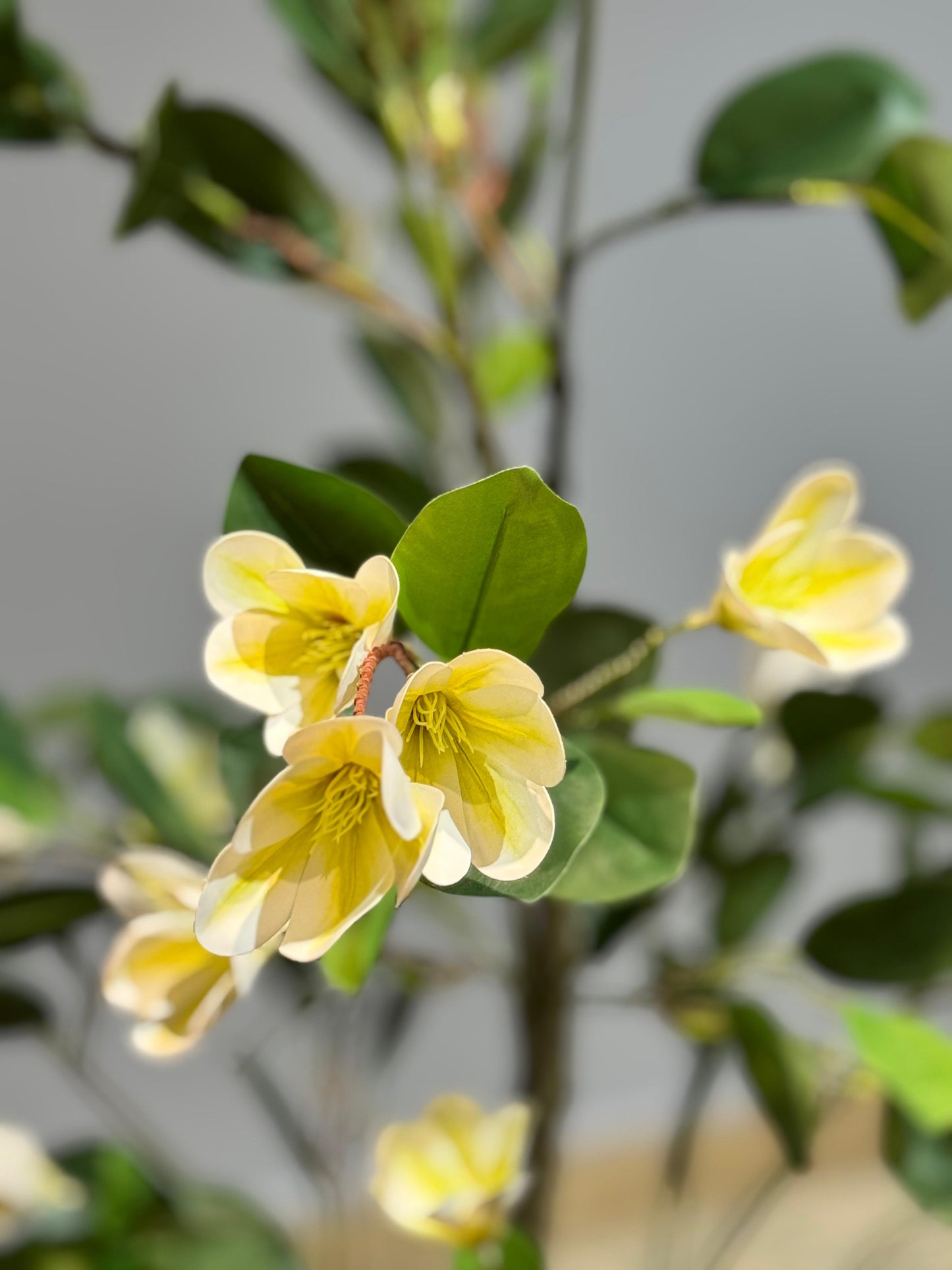Faux magnolia Plant