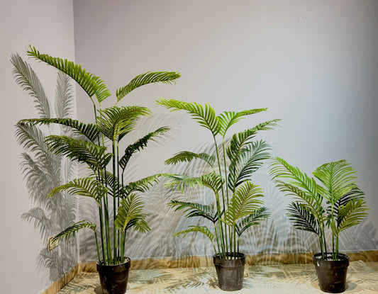 Areca Palm Plant