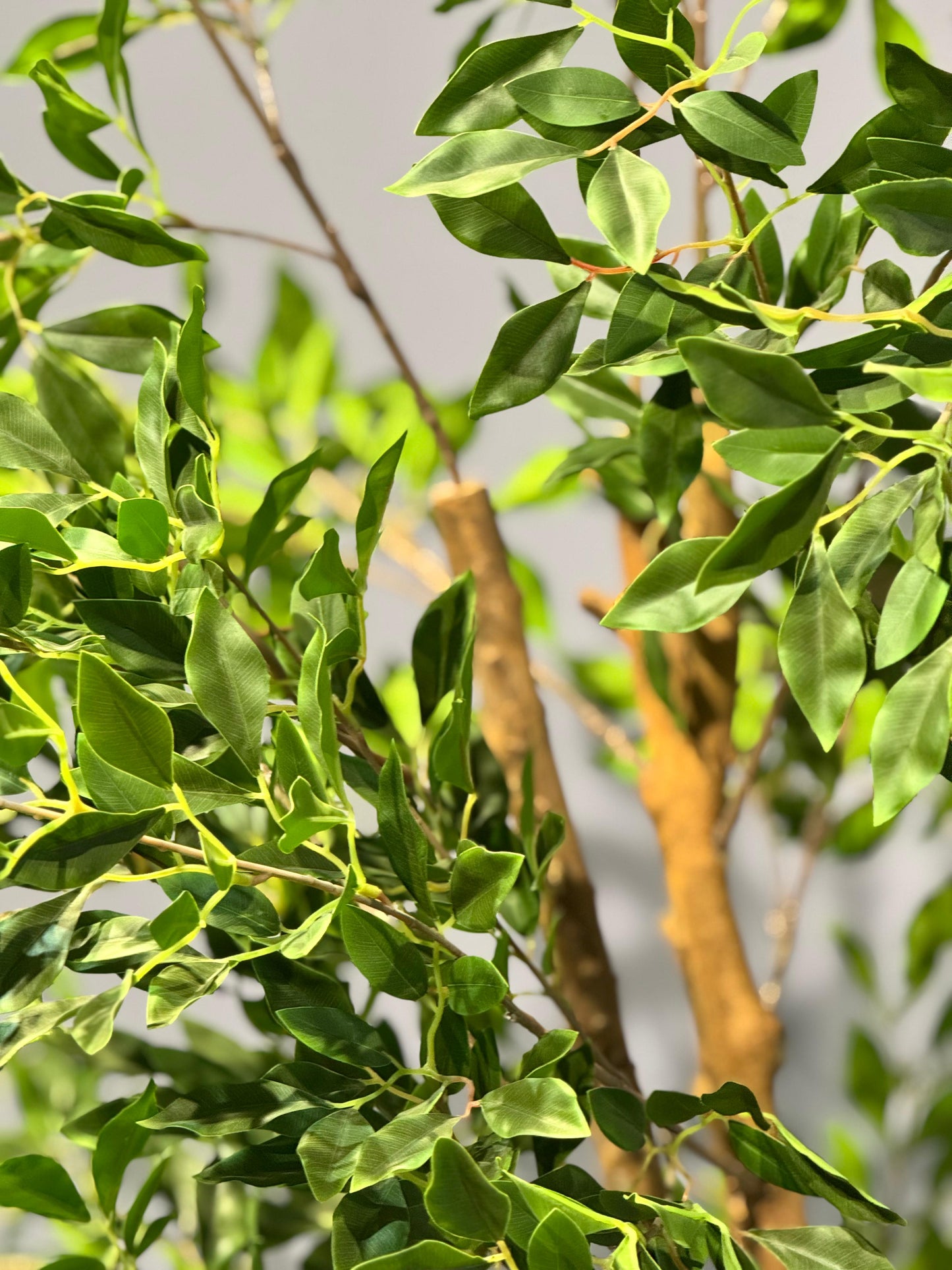 Ficus macrocarpa Plant