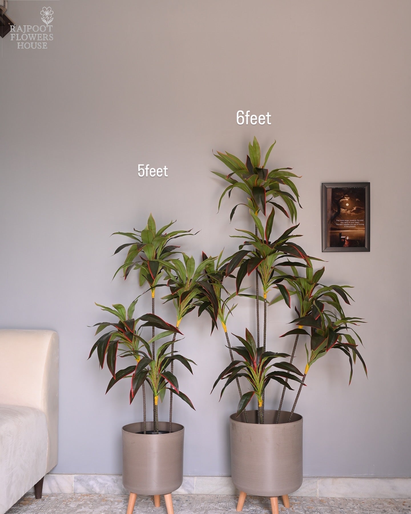 Cordyline fruticosa tree