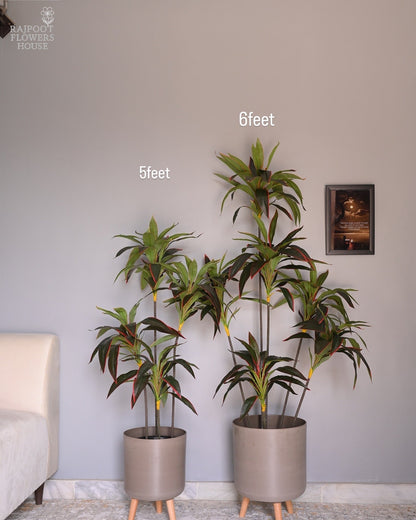 Cordyline fruticosa tree