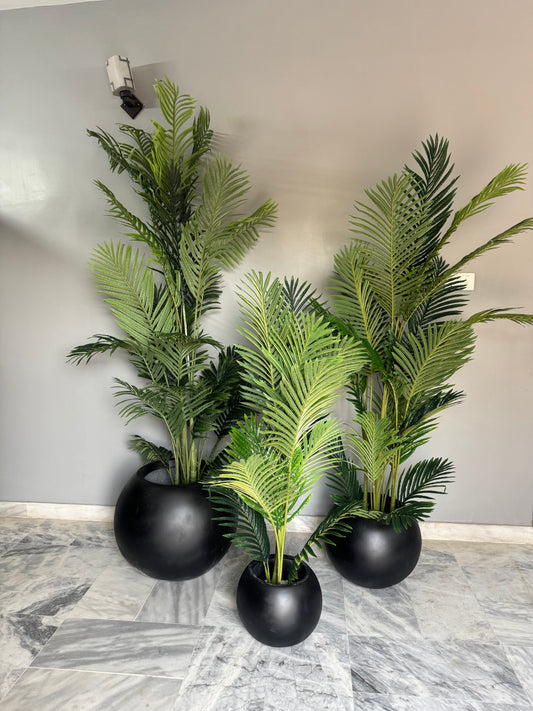 Areca palm with ball