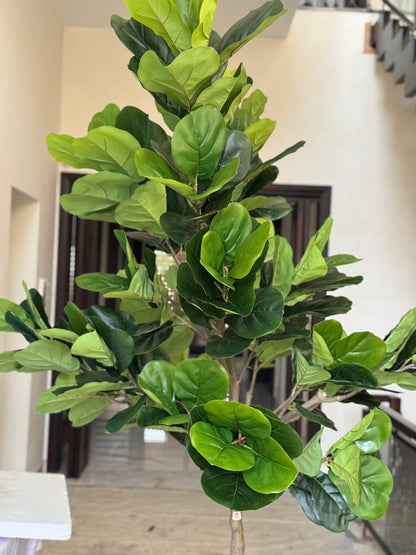 Fiddel leaf tree with ball