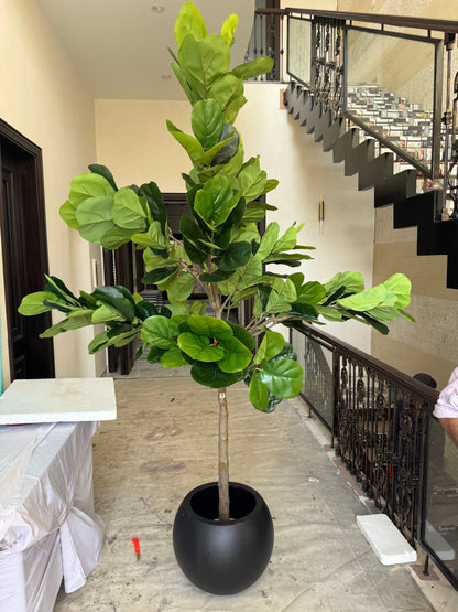 Fiddel leaf tree with ball