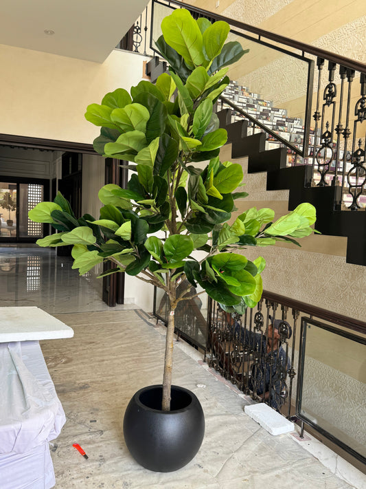 Fiddel leaf tree with ball