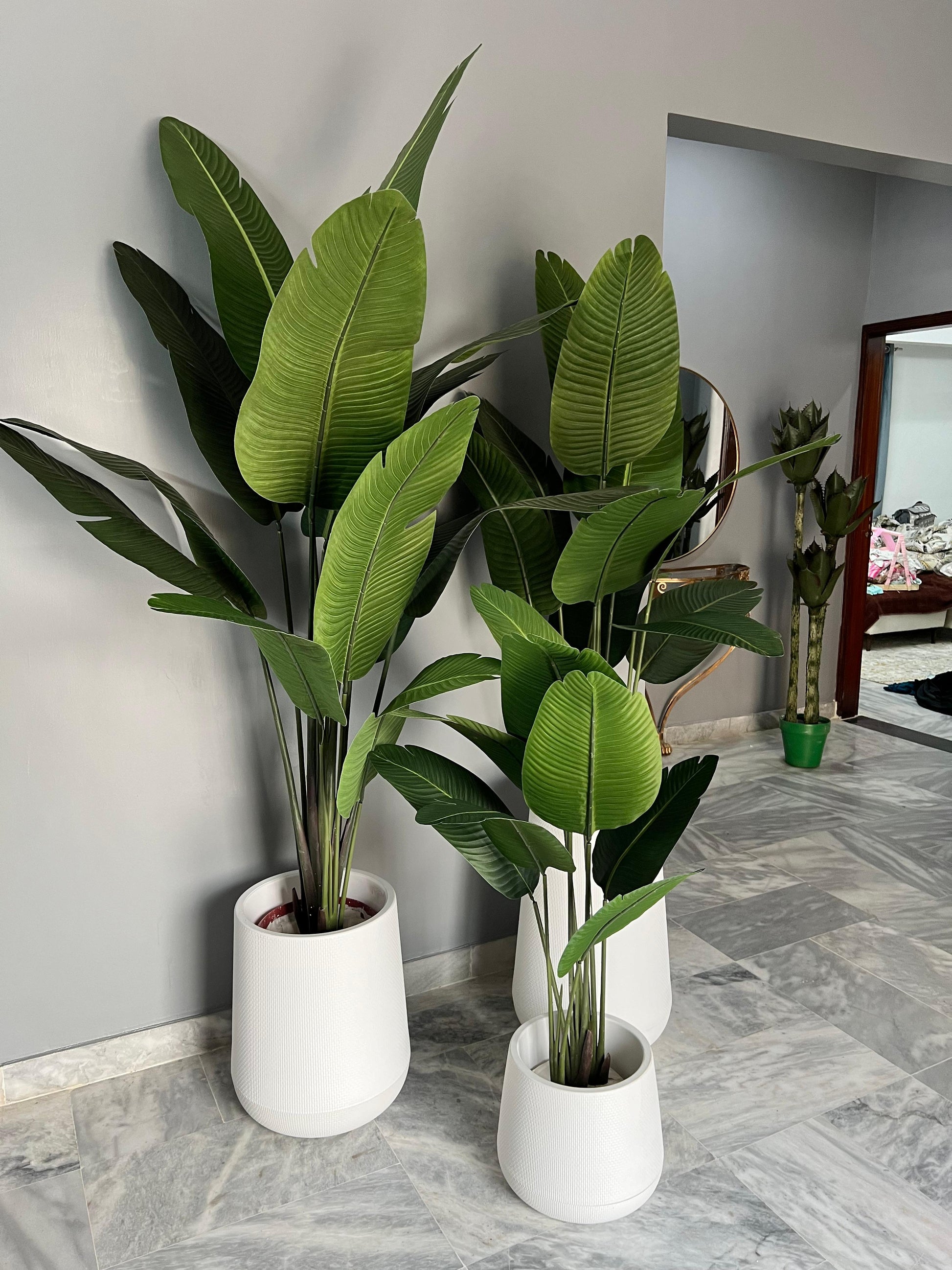 Banana Palm with round pot