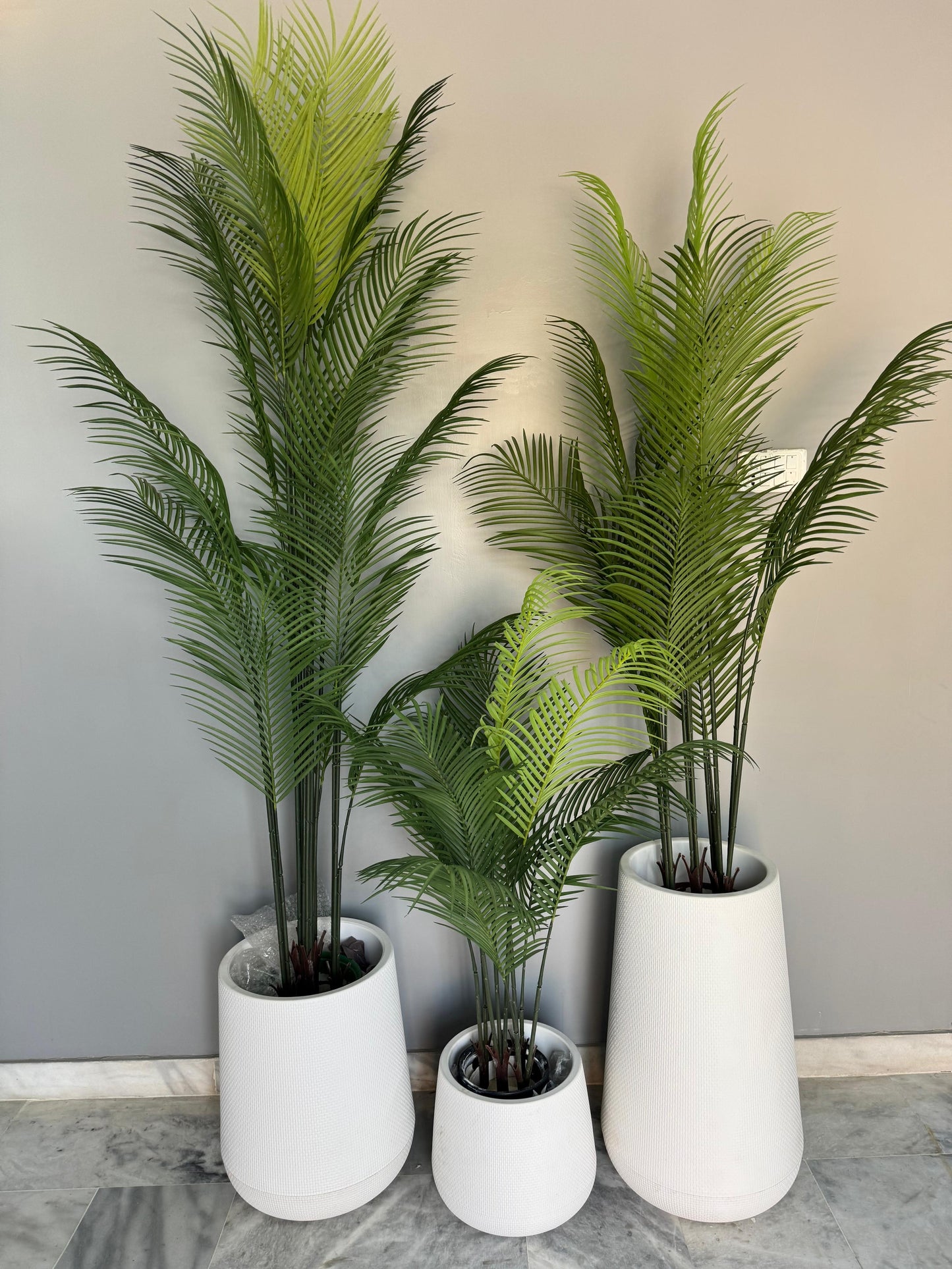 Bottle palm with pvc pots