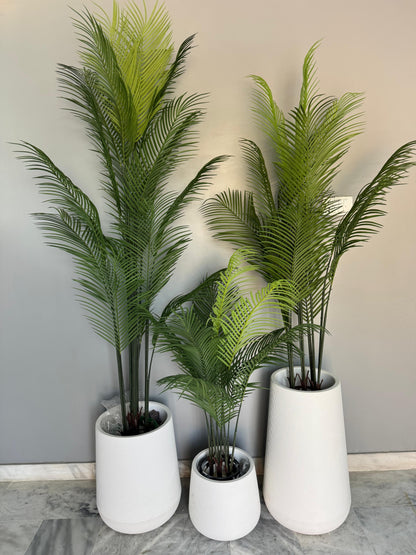 Bottle palm with pvc pots