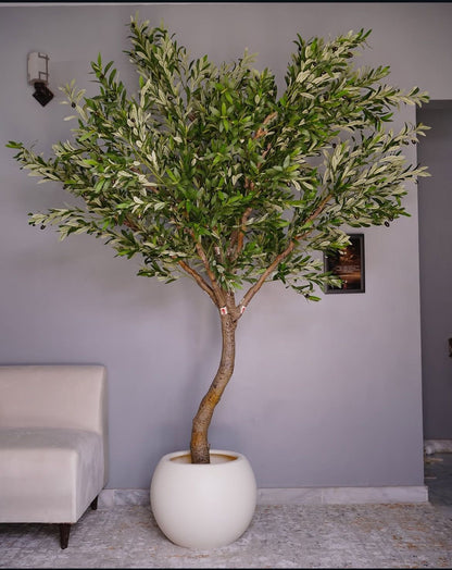 Premium Olive Tree Plant (10ft)