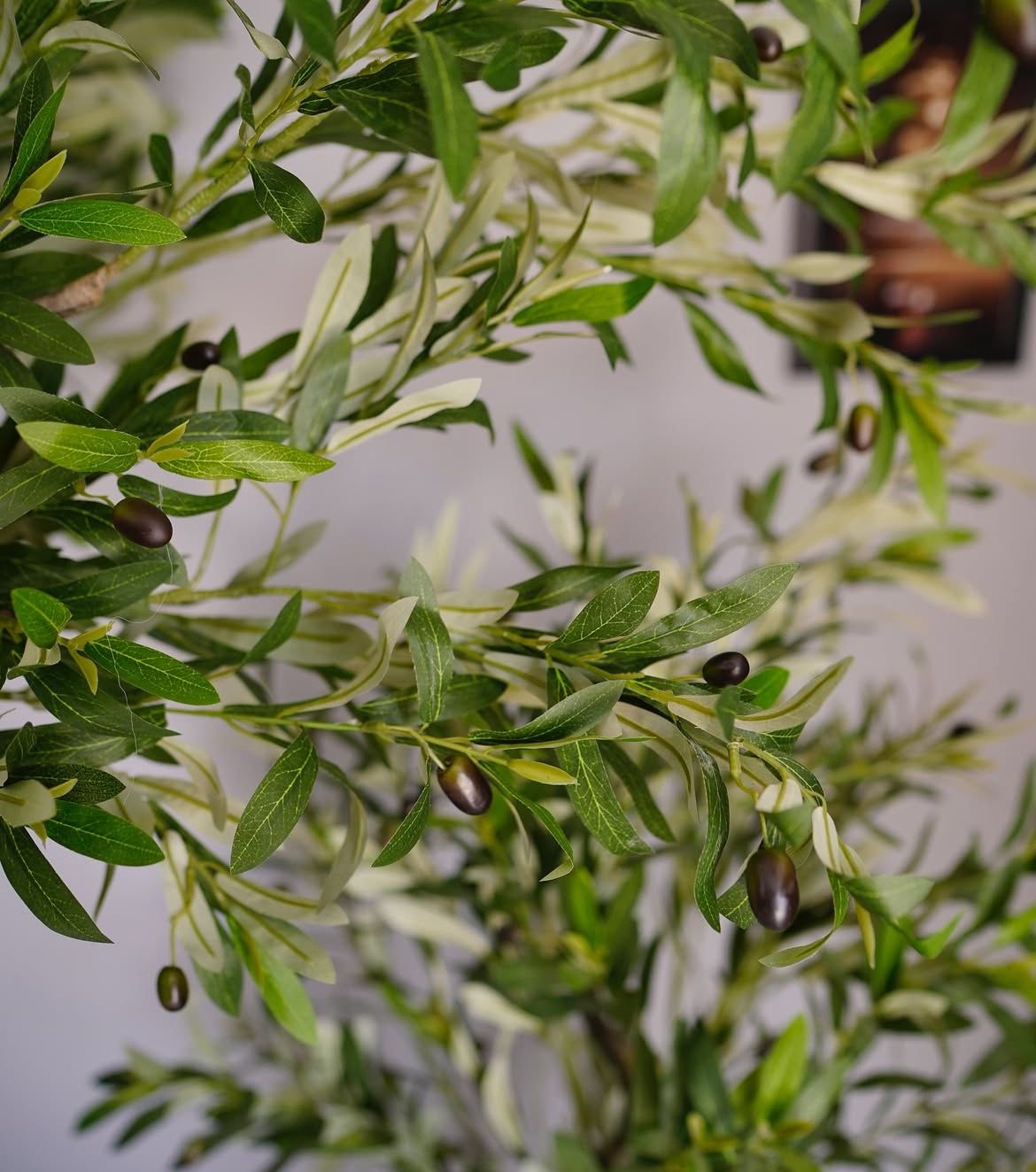 Premium Olive Tree Plant (10ft)