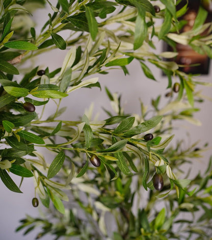 Premium Olive Tree Plant (10ft)