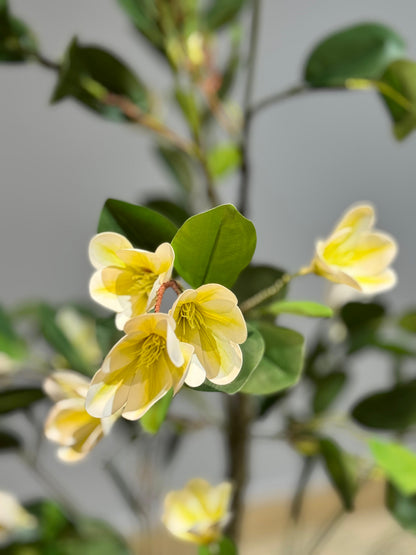 Faux magnolia Plant