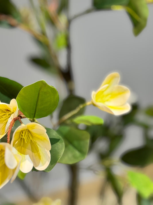 Faux magnolia Plant