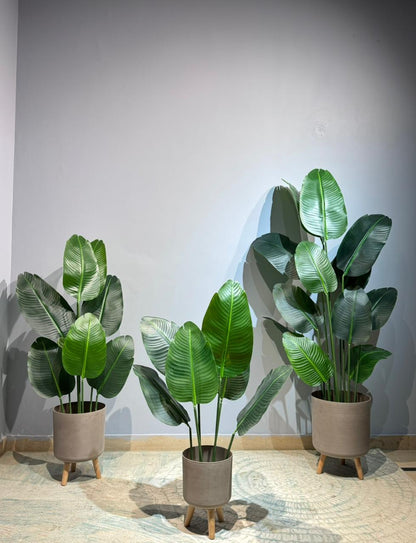 Banana Plant rubber Leaf