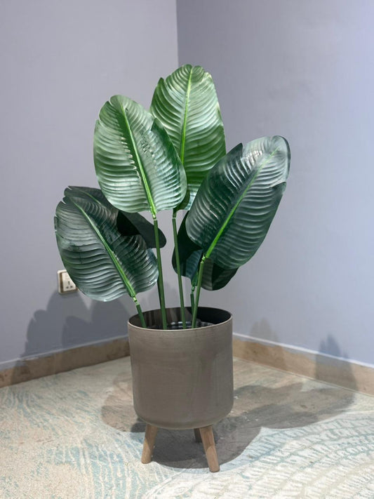 Banana Plant rubber Leaf