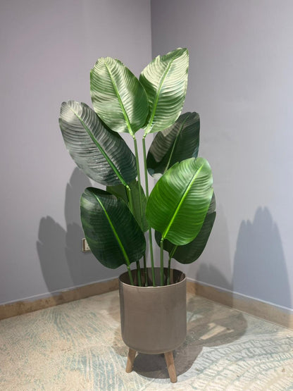 Banana Plant rubber Leaf