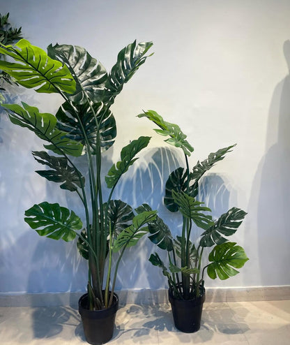 Monstera plant