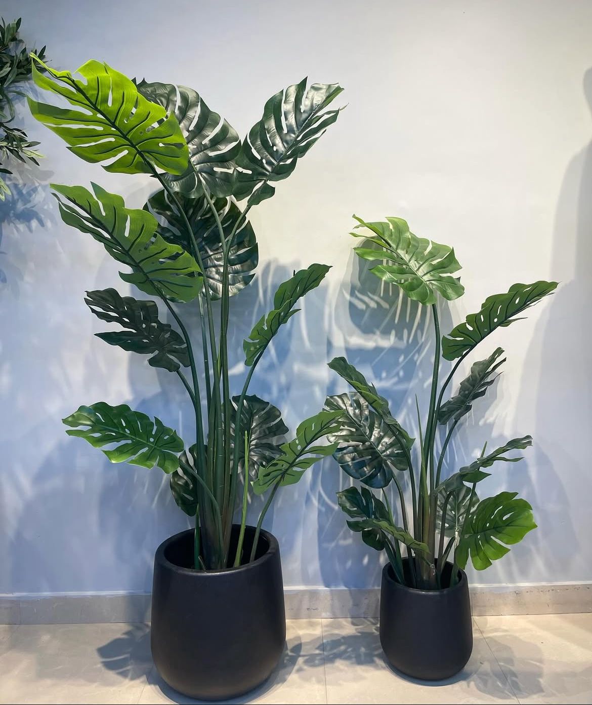 Monstera plant