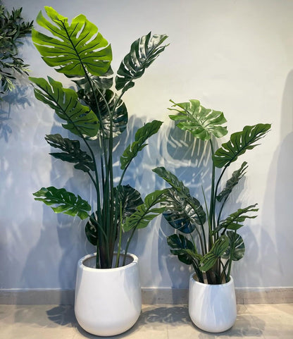 Monstera plant