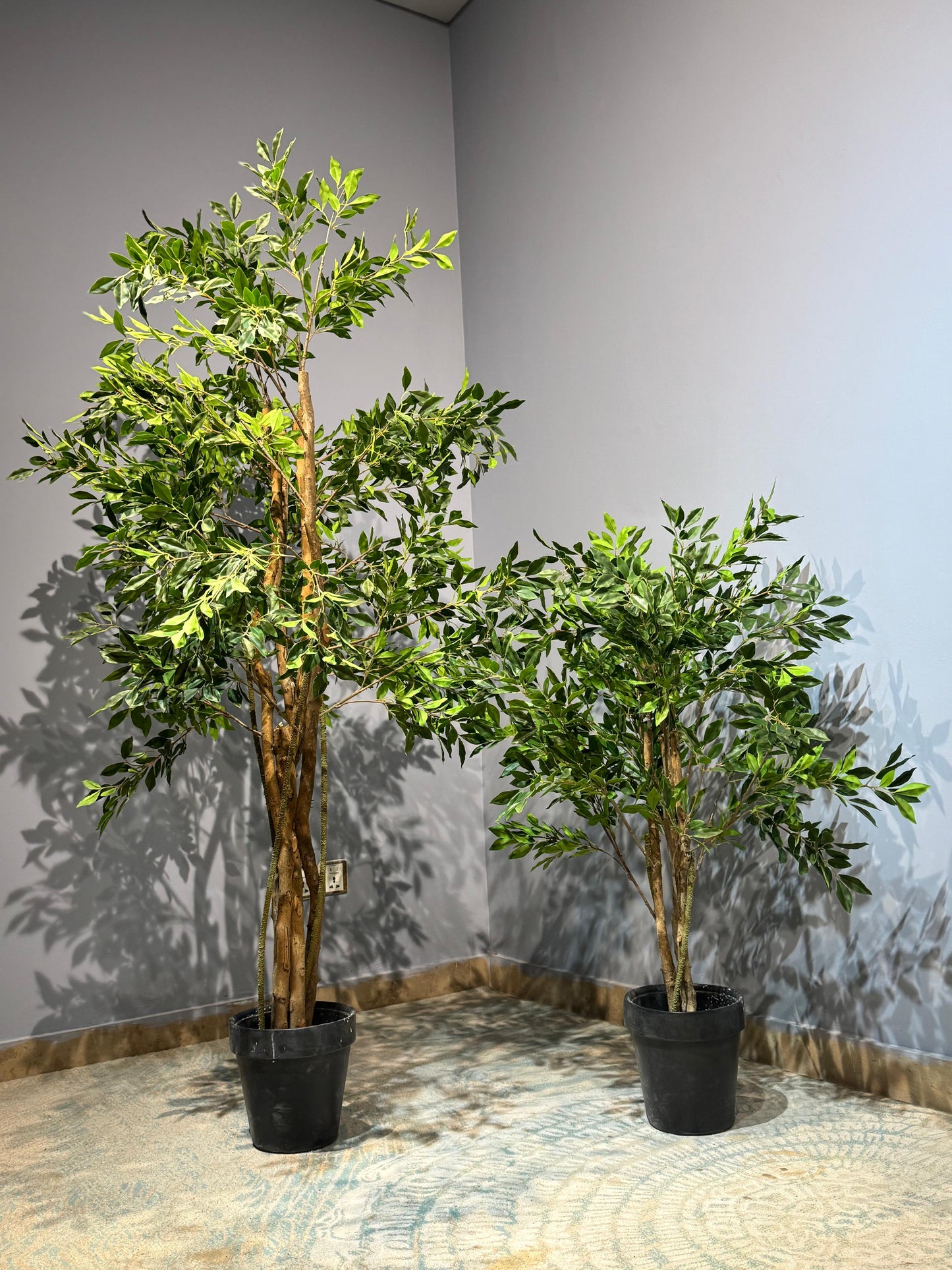 Ficus macrocarpa Plant