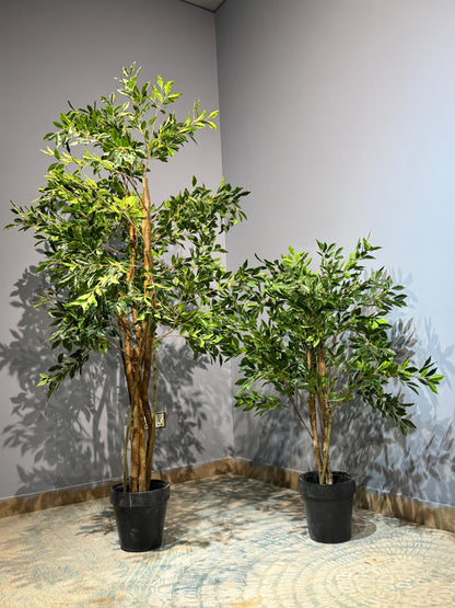 Ficus macrocarpa Plant