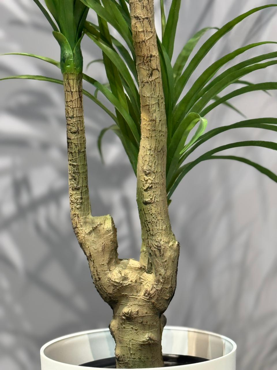 Dracaena Marginata (Dragon Tree)