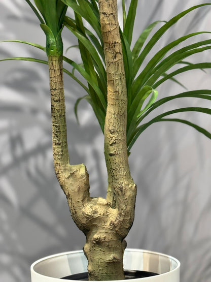 Dracaena Marginata (Dragon Tree)