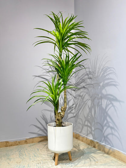Dracaena Marginata (Dragon Tree)