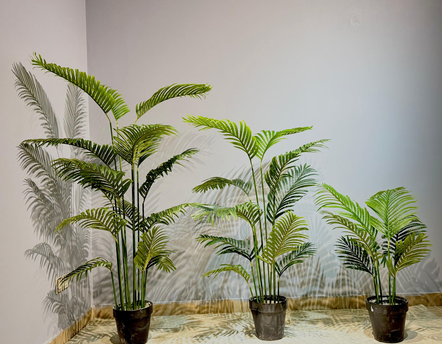 Areca Palm Plant