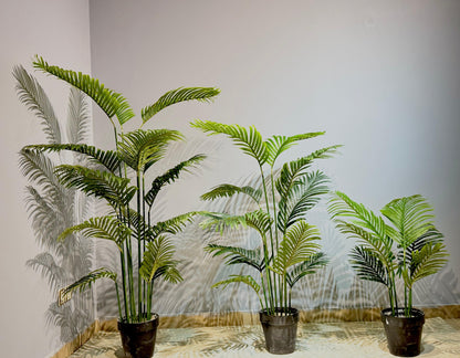 Areca Palm Plant