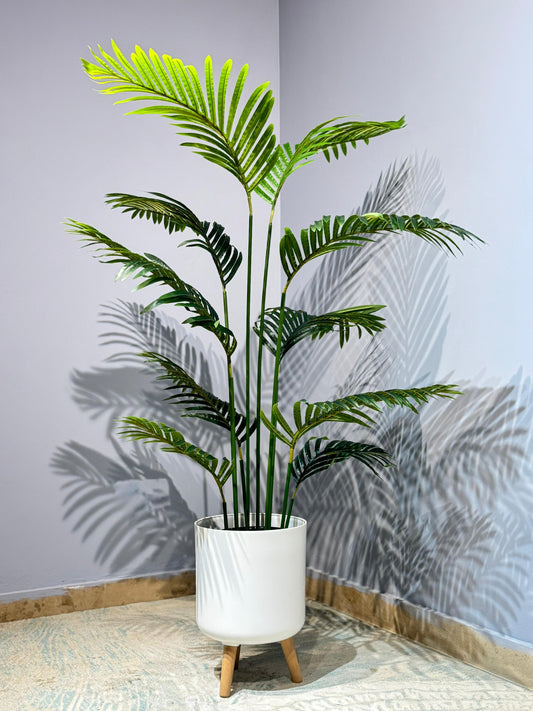 Areca Palm Plant