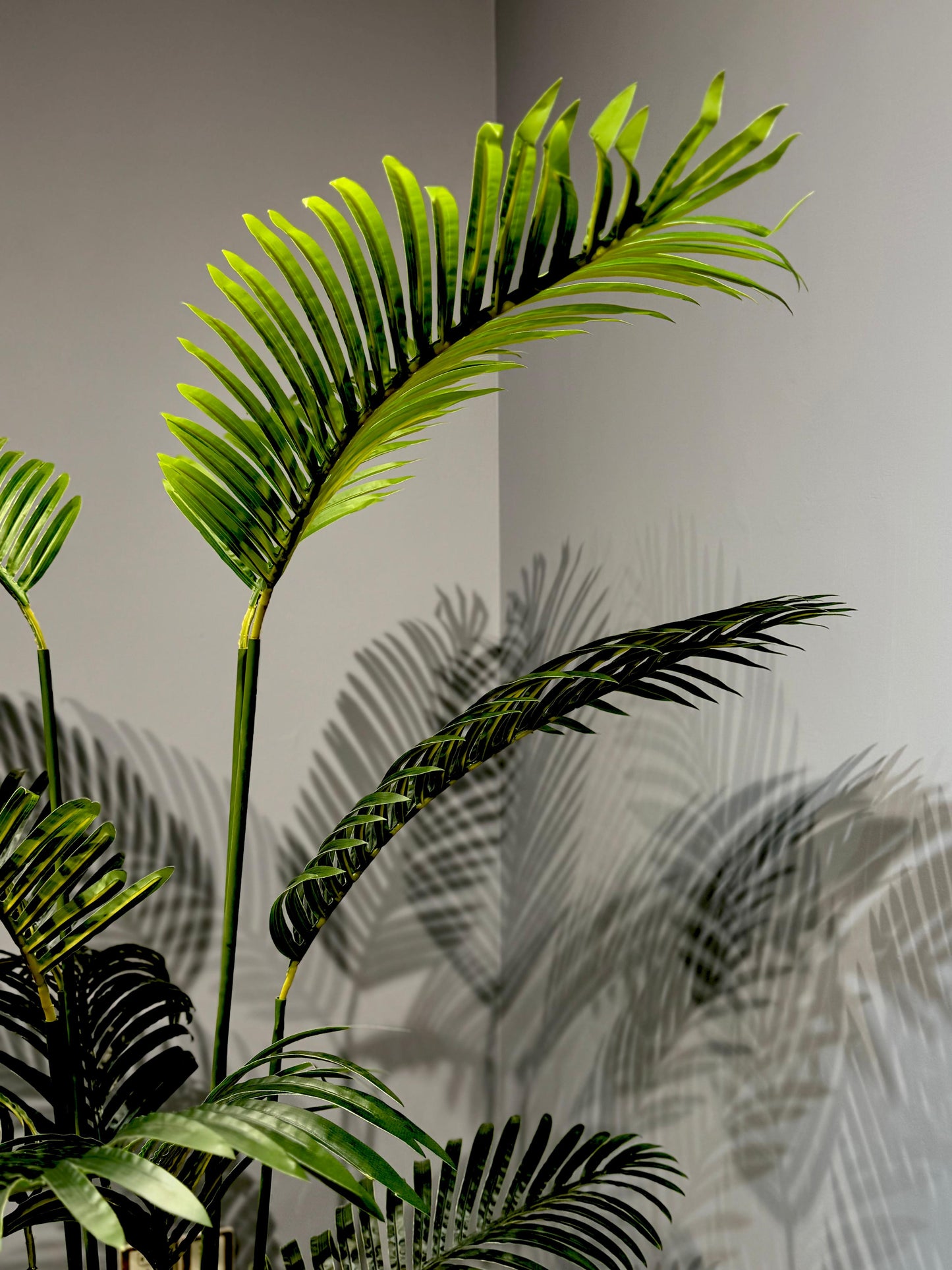 Areca Palm Plant