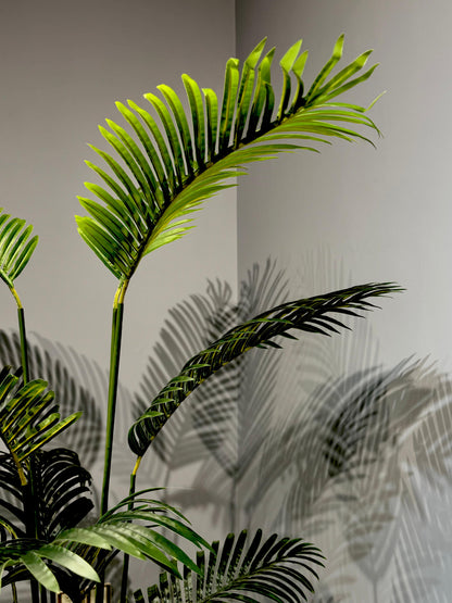 Areca Palm Plant