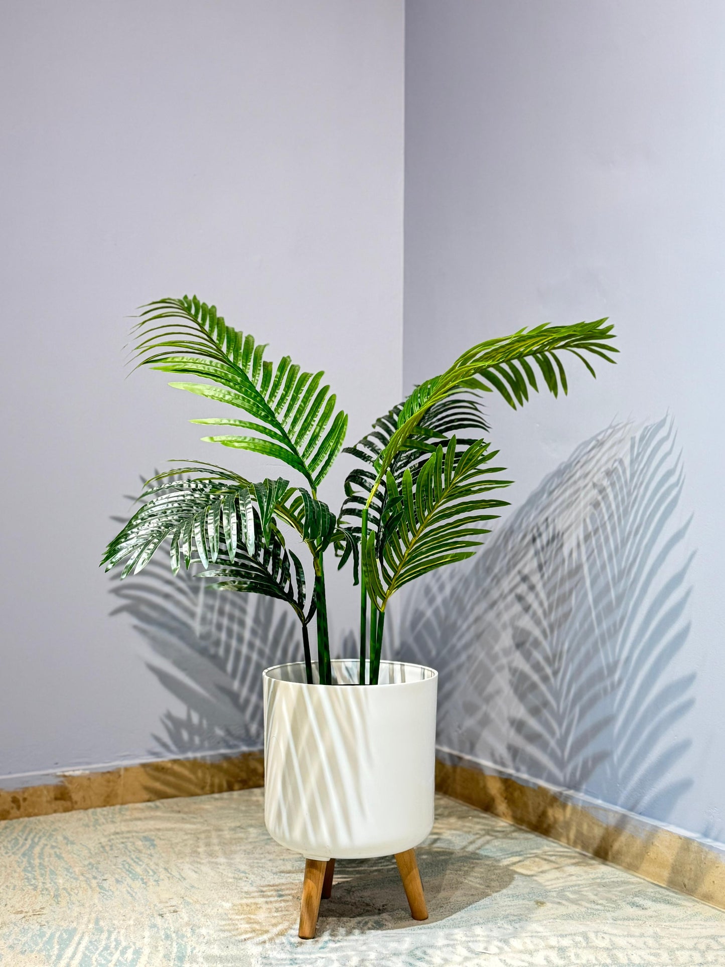 Areca Palm Plant