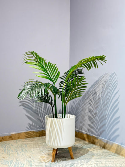 Areca Palm Plant