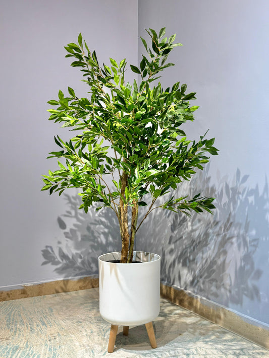 Ficus macrocarpa Plant