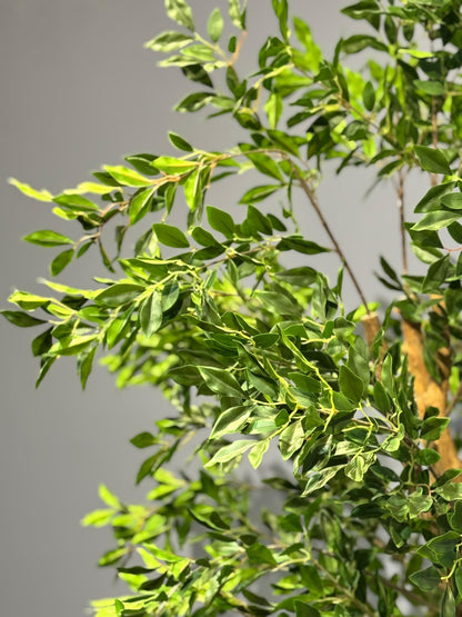 Ficus macrocarpa Plant