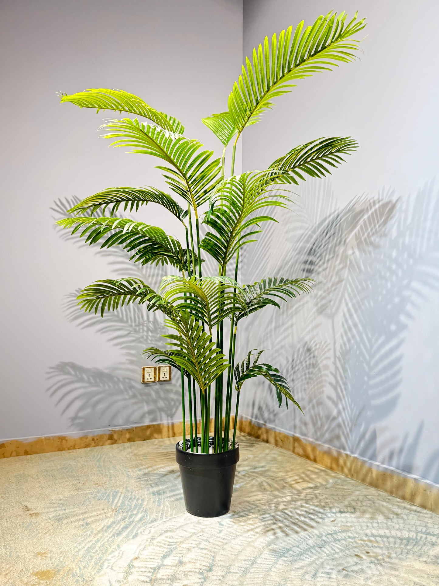 Areca Palm Plant