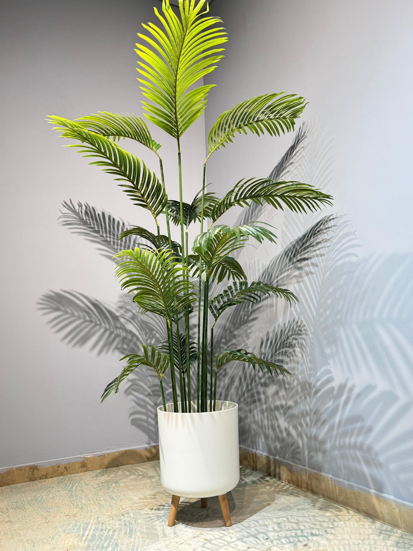 Areca Palm Plant