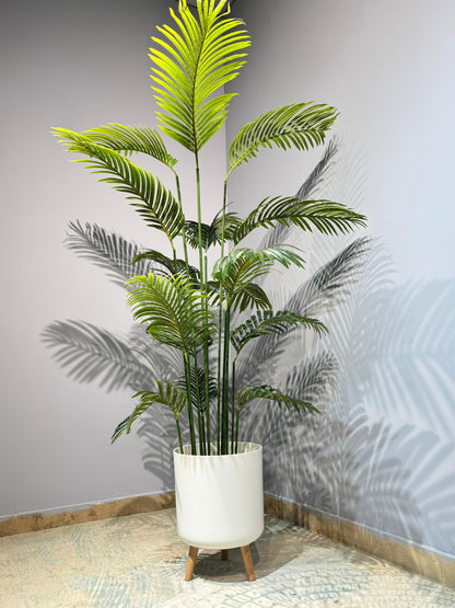 Areca Palm Plant