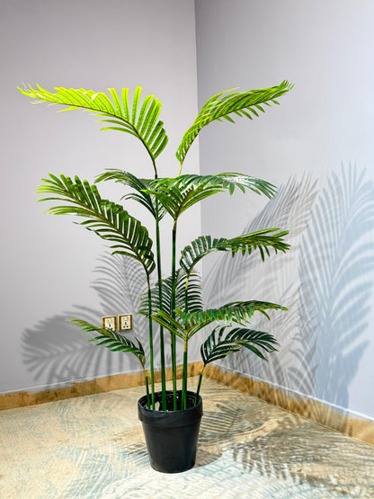 Areca Palm Plant