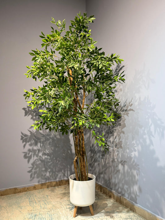 Ficus macrocarpa Plant