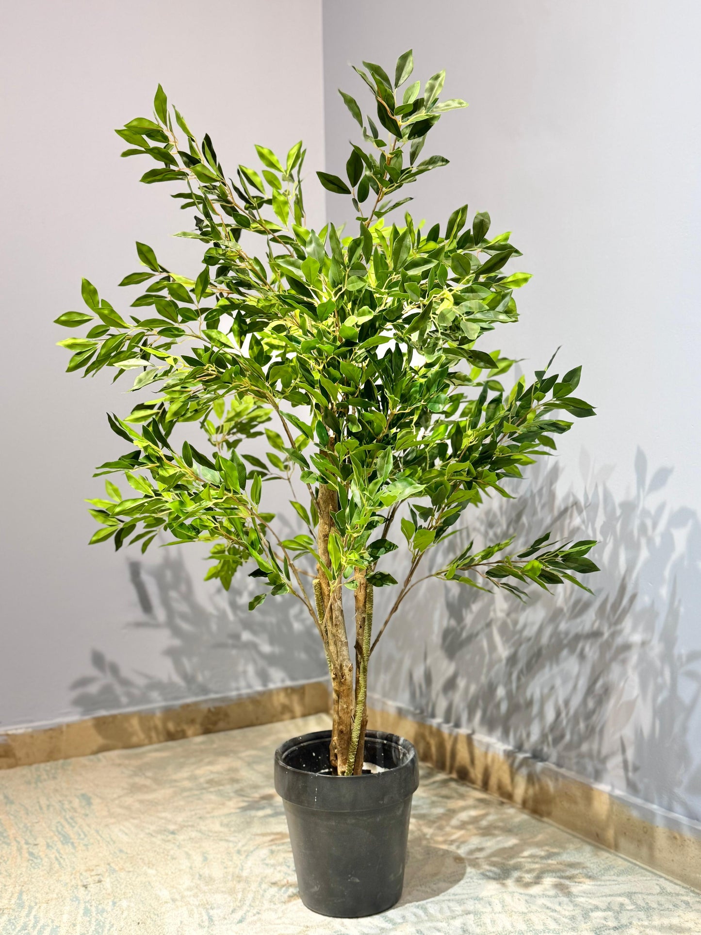 Ficus macrocarpa Plant