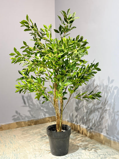 Ficus macrocarpa Plant