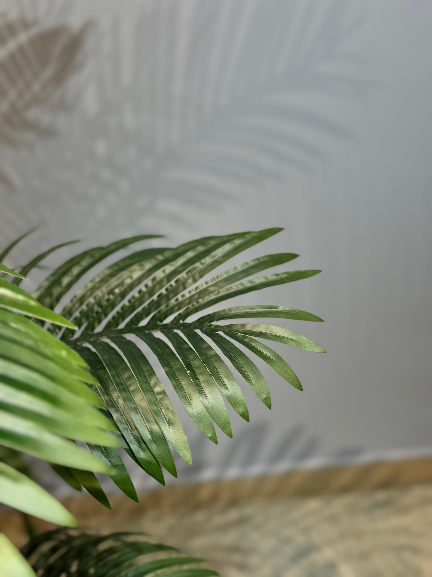 Areca Palm Plant