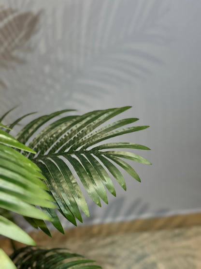 Areca Palm Plant