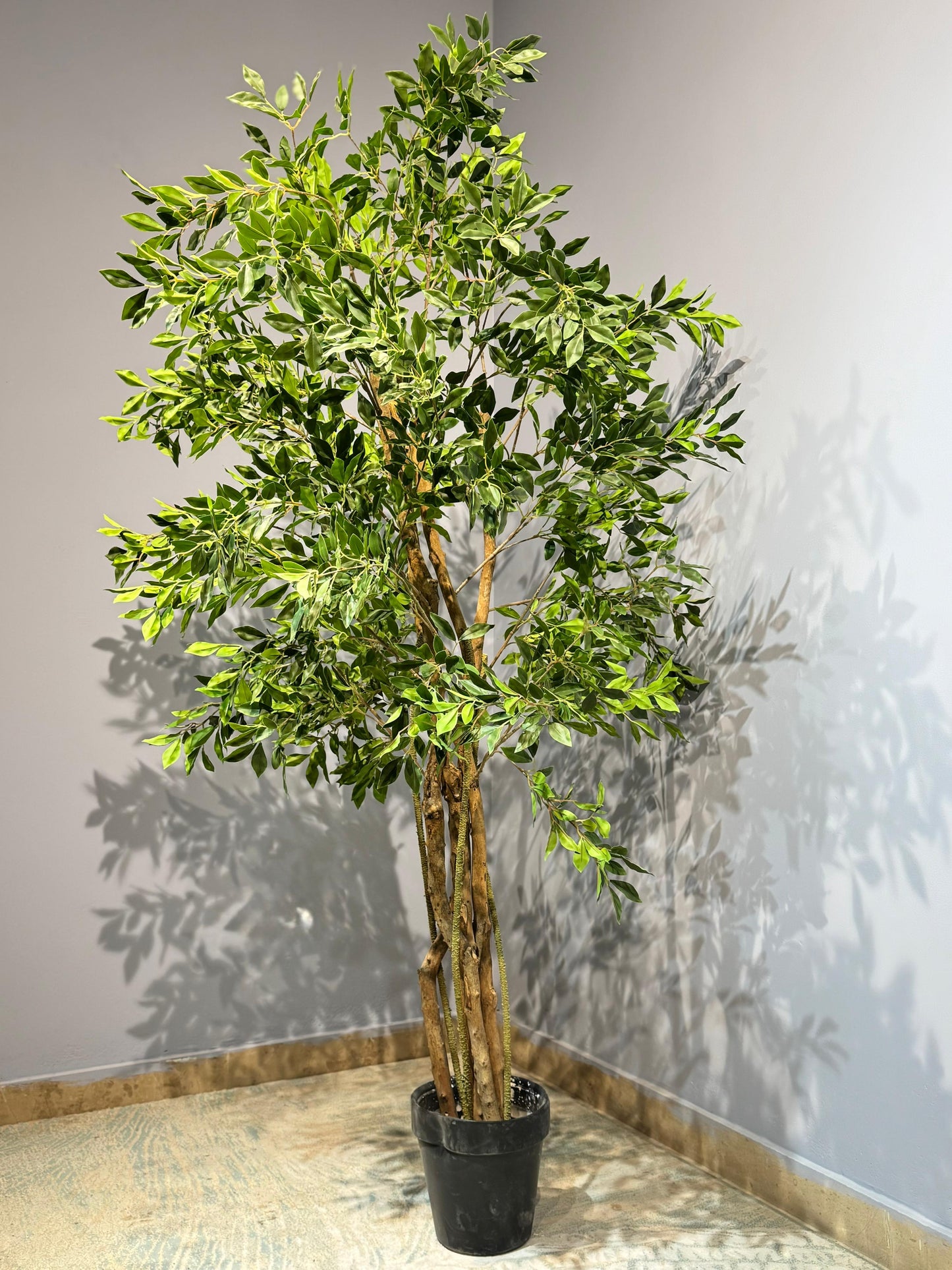 Ficus macrocarpa Plant